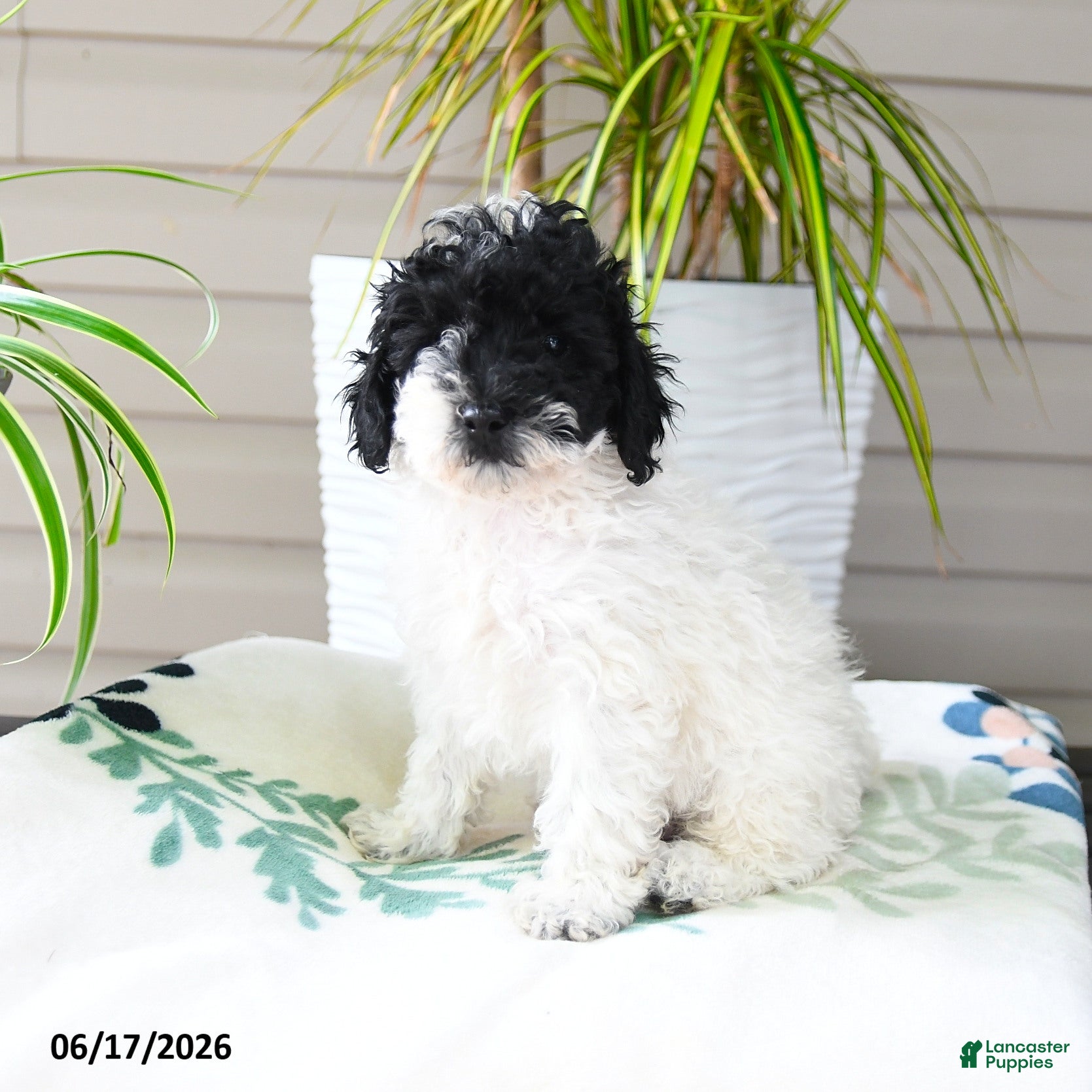 Miniature Poodle dogs Quicksilver - Ad 1