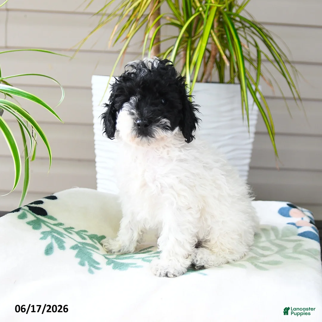Miniature Poodle dogs for sale: Quicksilver - Ad 1