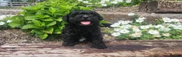 Mini Goldendoodle dogs for sale: Kira - Ad 2