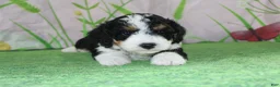 Mini Bernedoodle dogs for sale: Marshall - Ad 7