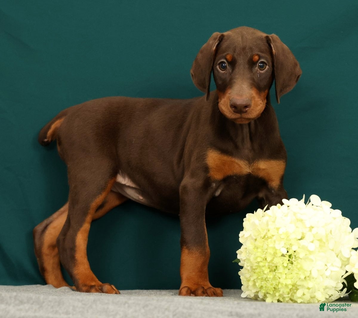 Doberman Pinscher dogs Paisley - Ad 1