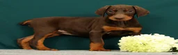 Doberman Pinscher dogs for sale: Paisley - Ad 1
