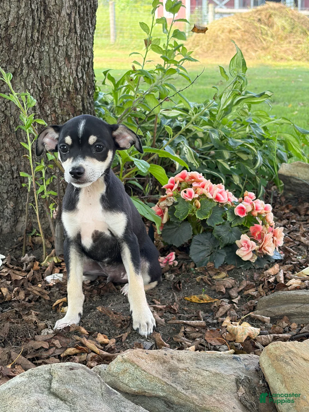 Mixed Breed dogs for sale: Bentley - Ad 2