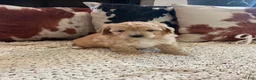 Mini Bernedoodle dogs for sale: Mini Bernedoodle 1 - Ad 4