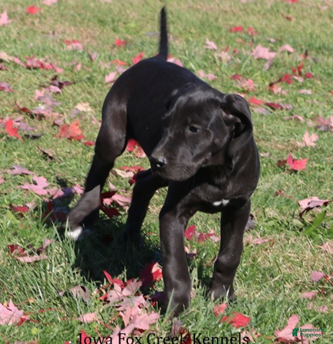Great Dane dogs for sale: Great Dane Puppy 5 - Ad 4