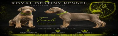 Doberman Pinscher 3