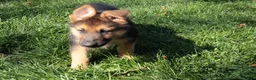 German Shepherd dogs for sale: Patriot - Ad 4