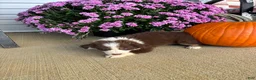 Australian Shepherd dogs for sale: Autumn (AKC) - Ad 3