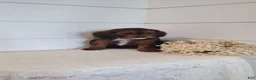 Cavapoo dogs for sale: Tiana - Ad 3