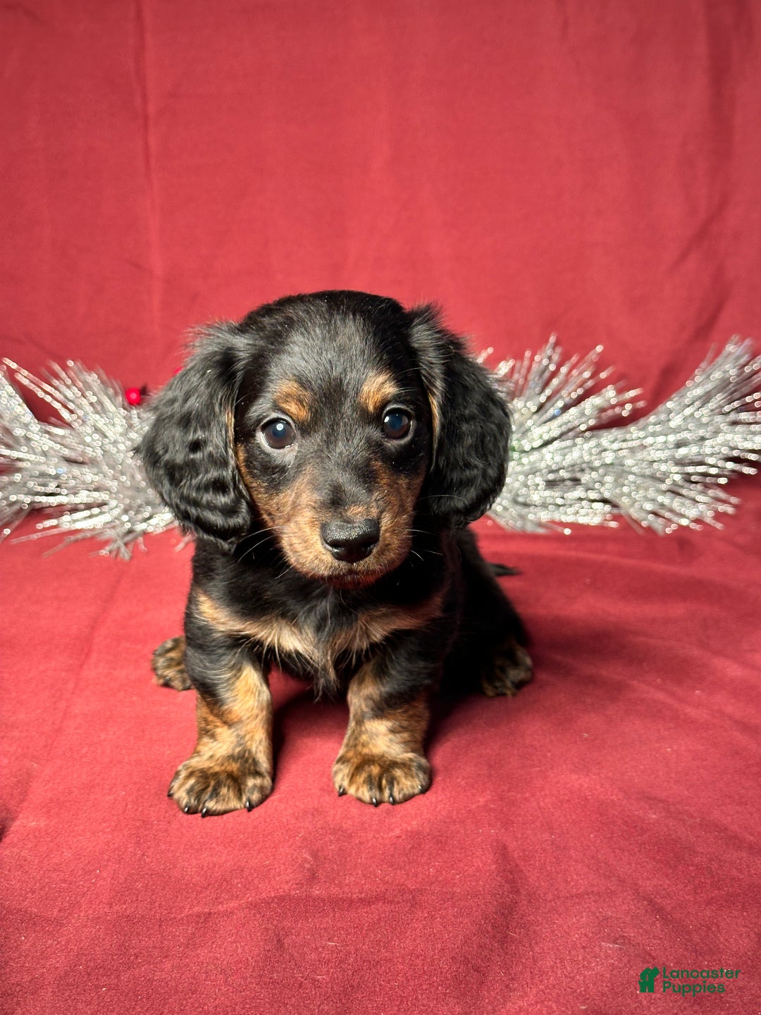 Miniature Dachshund dogs for sale: Troy - Ad 1