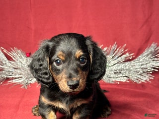 Miniature Dachshund dogs Troy - Ad 27