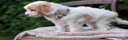 Mini Goldendoodle dogs for sale: Princess - Ad 6