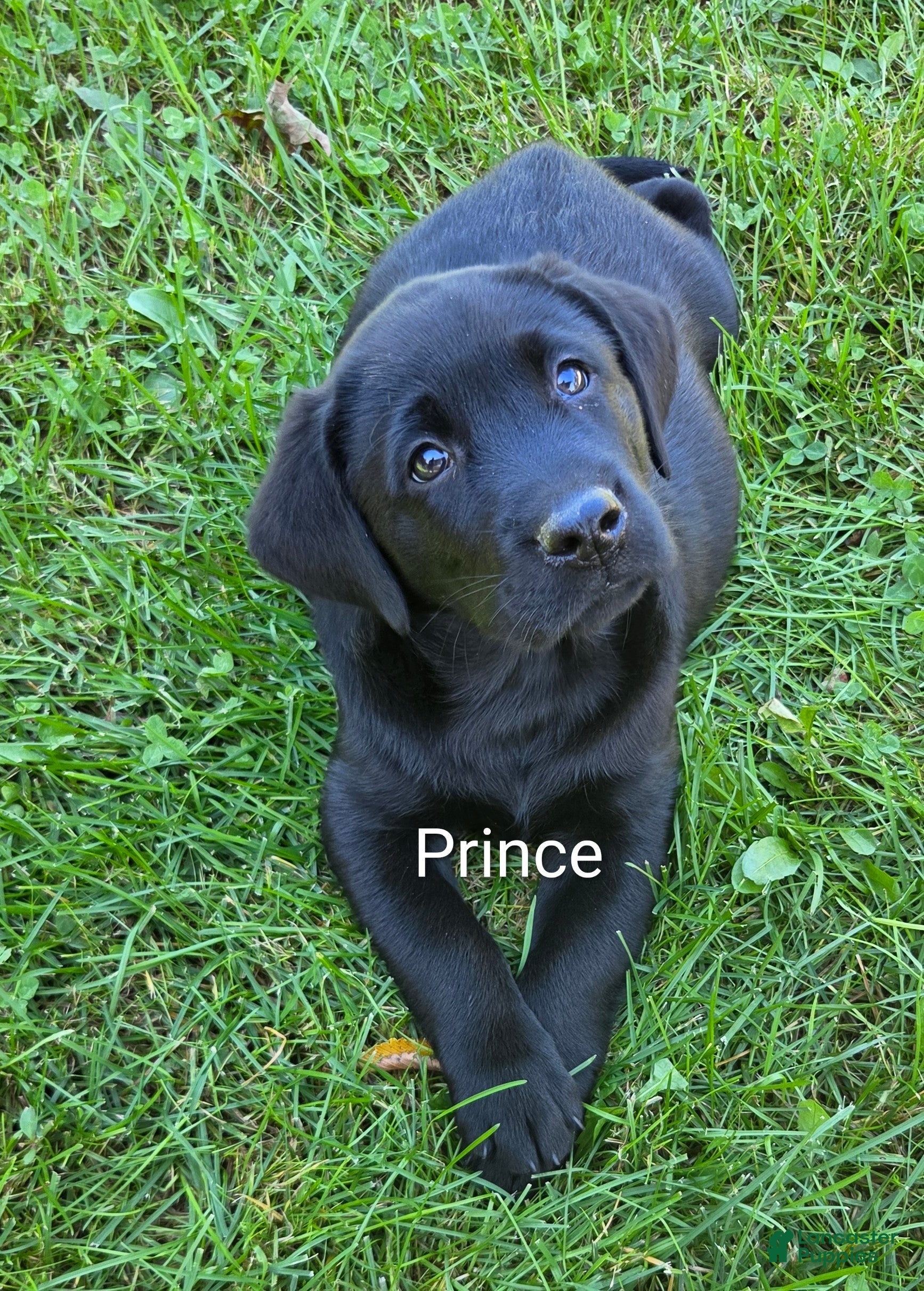 Labrador Retriever dogs Labrador Retriever PRINCE  - Ad 1
