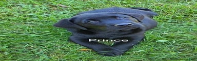 Labrador Retriever PRINCE 