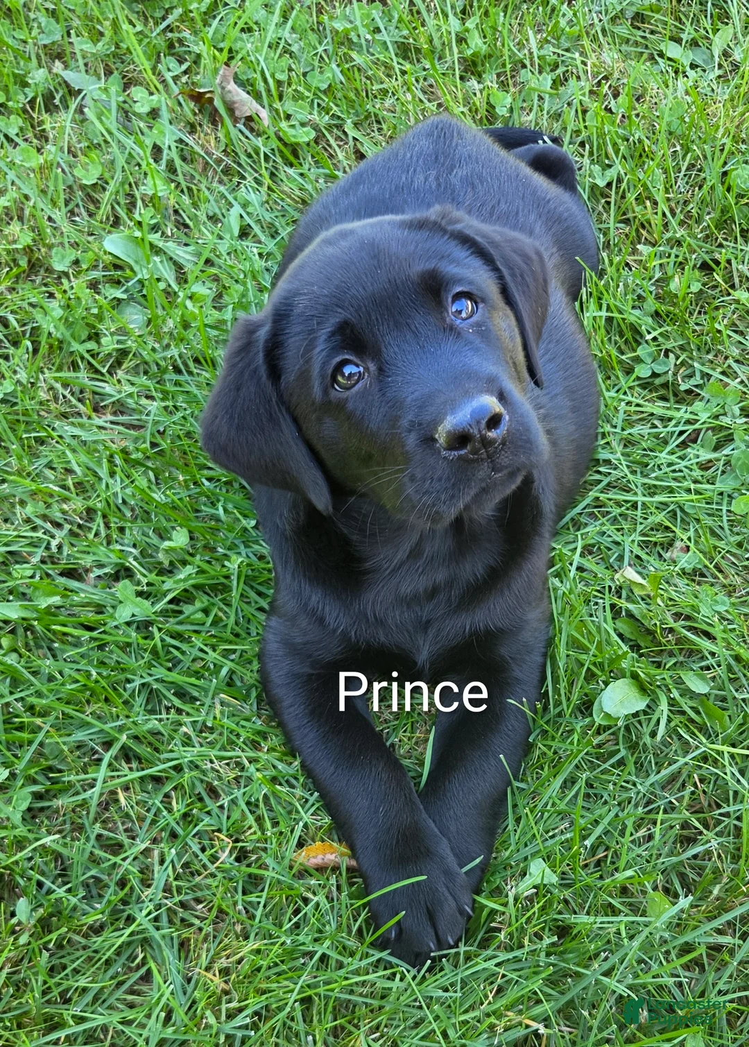 Labrador Retriever dogs for sale: Labrador Retriever PRINCE  - Ad 1