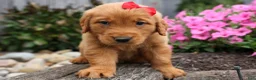 Golden Retriever dogs for sale: Quinton💙 - Ad 5