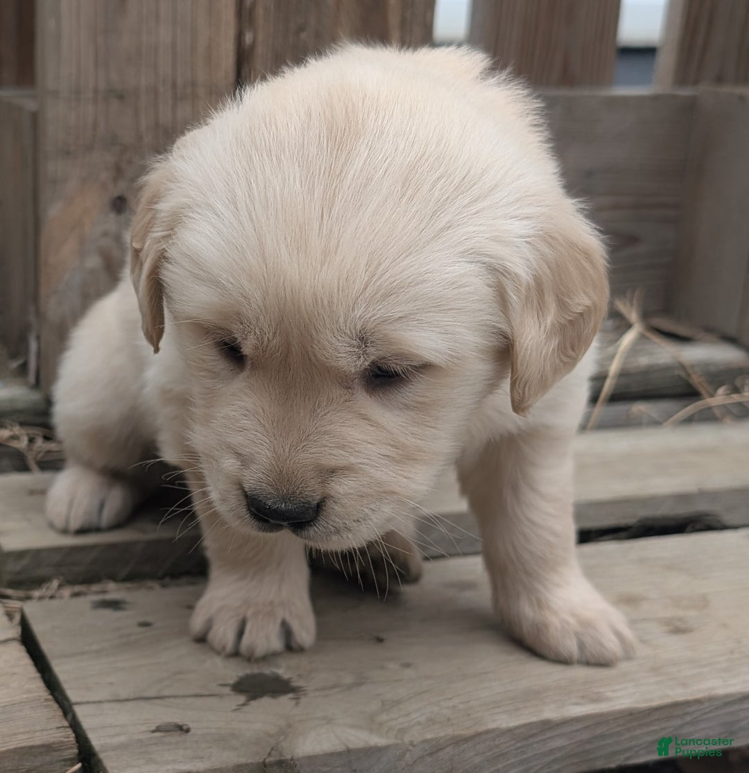 Golden Retriever dogs for sale: Luna - Ad 2