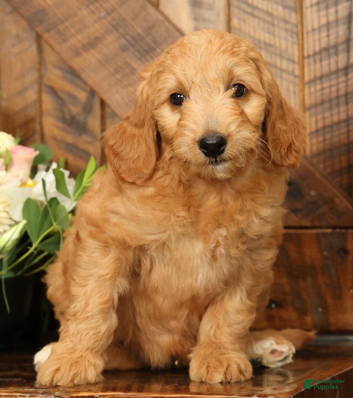 Mini Goldendoodle dogs Bella - Ad 1