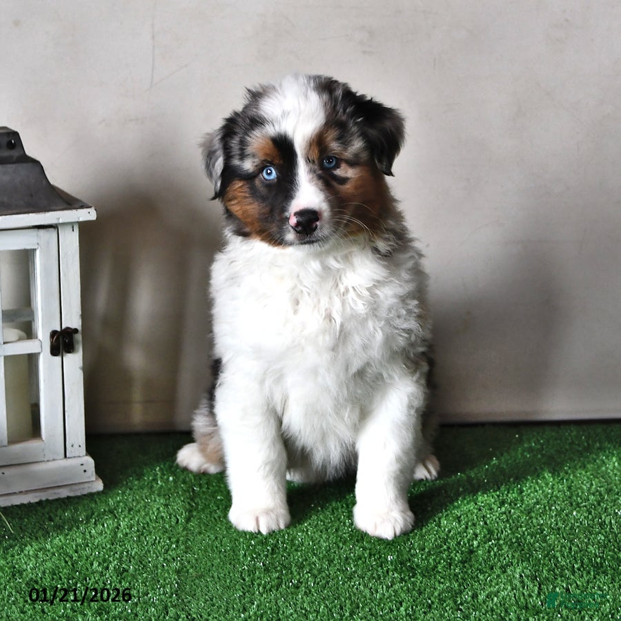 Miniature Australian Shepherd dogs Jasper - Ad 6