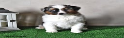 Miniature Australian Shepherd dogs for sale: Jasper - Ad 1