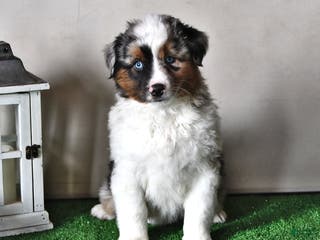 Miniature Australian Shepherd dogs Jasper - Ad 6