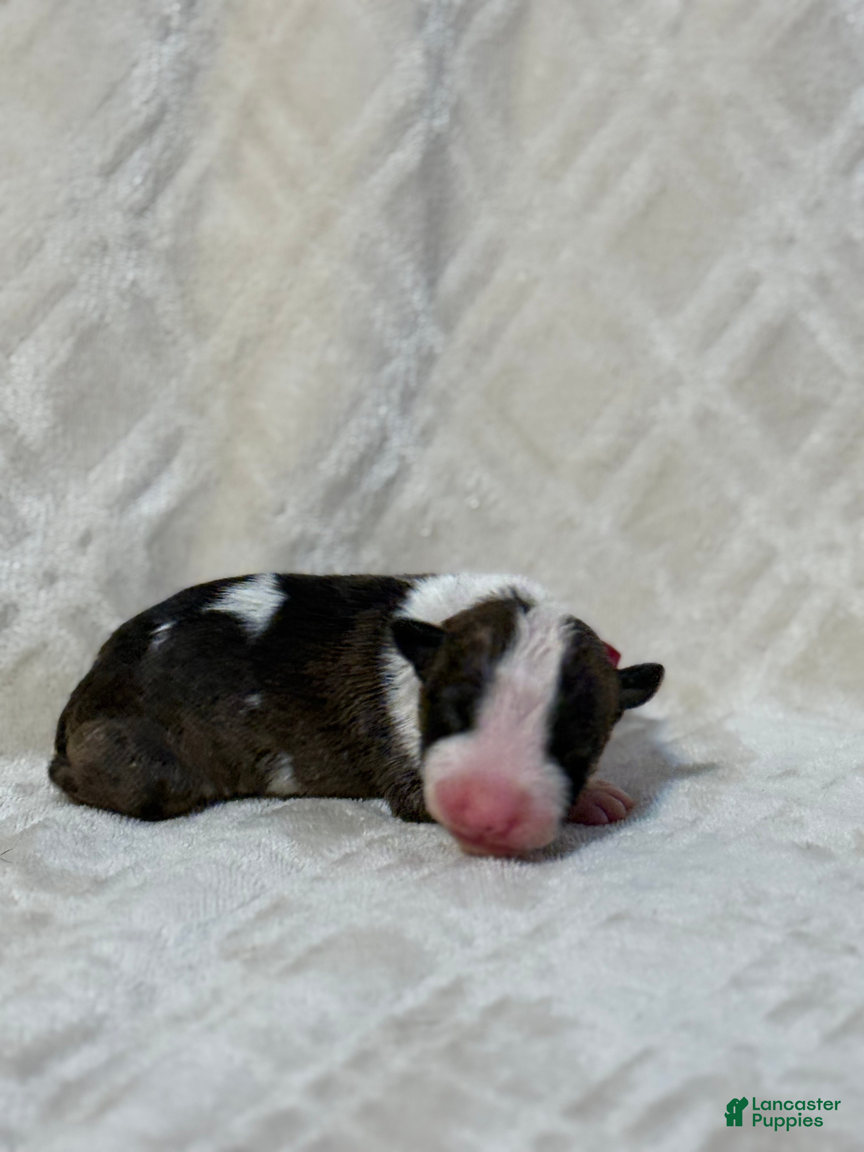 Bull Terrier dogs for sale: GIRL  - Ad 1