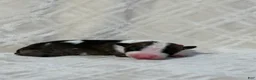 Bull Terrier dogs for sale: GIRL  - Ad 1