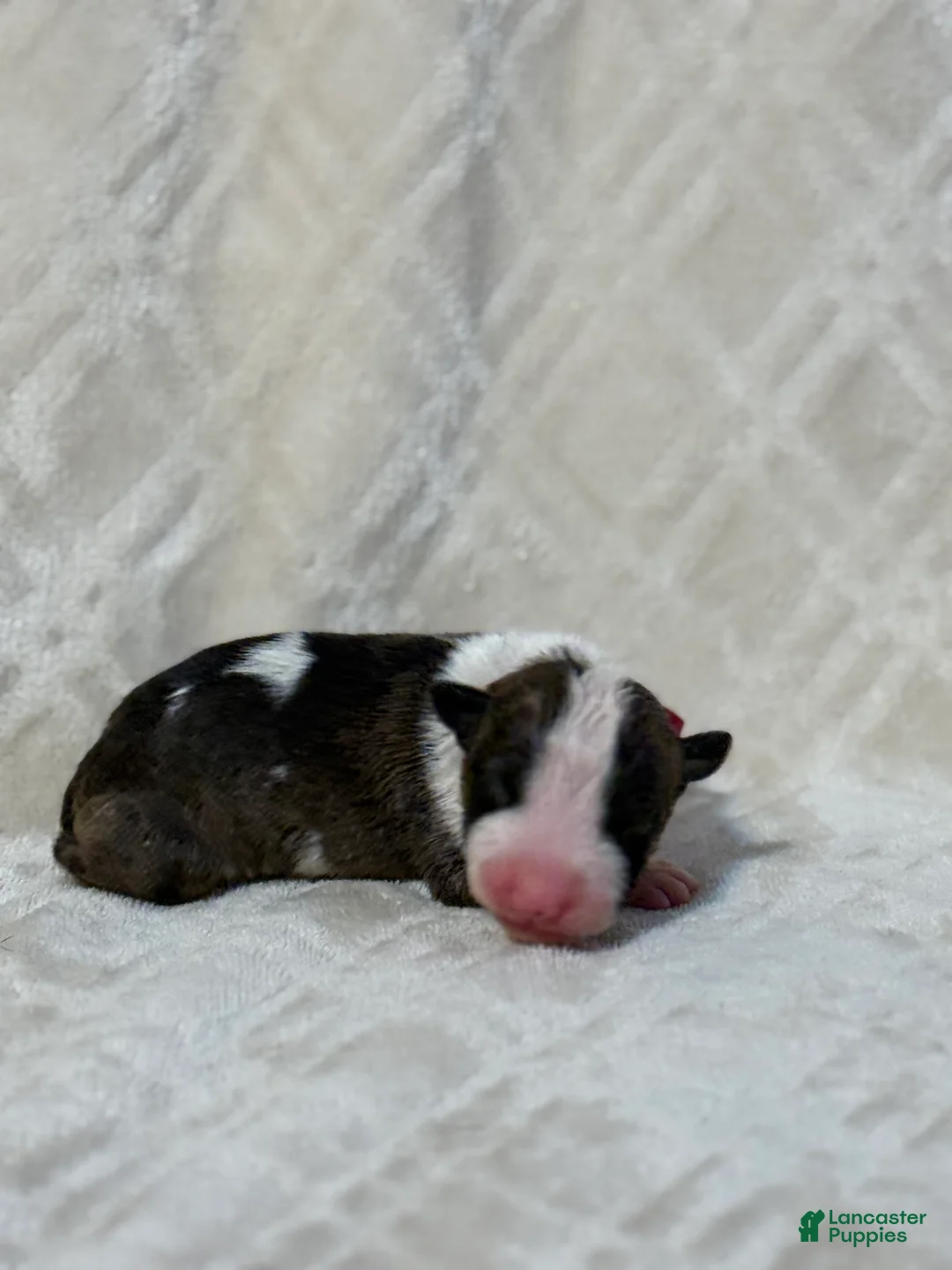 Bull Terrier dogs for sale: GIRL  - Ad 1