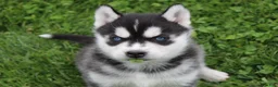 Siberian Husky dogs for sale: River - Ad 4