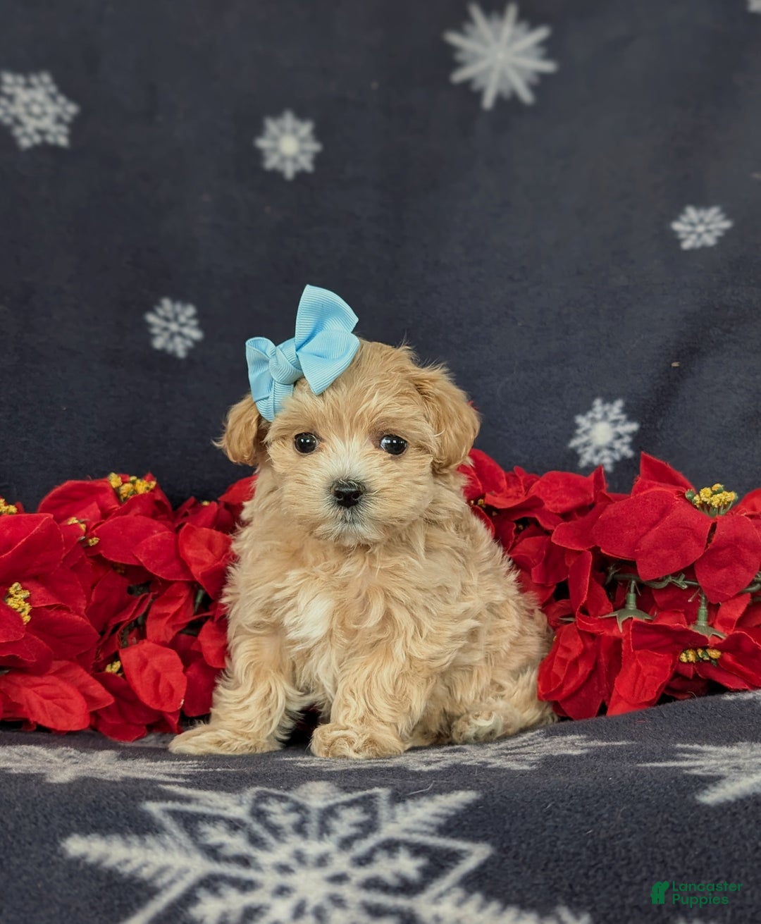 Maltipoo dogs for sale: Chrissa 7 lbs Full Grown - Ad 1