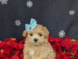 Maltipoo dogs Chrissa 7 lbs Full Grown - Ad 26