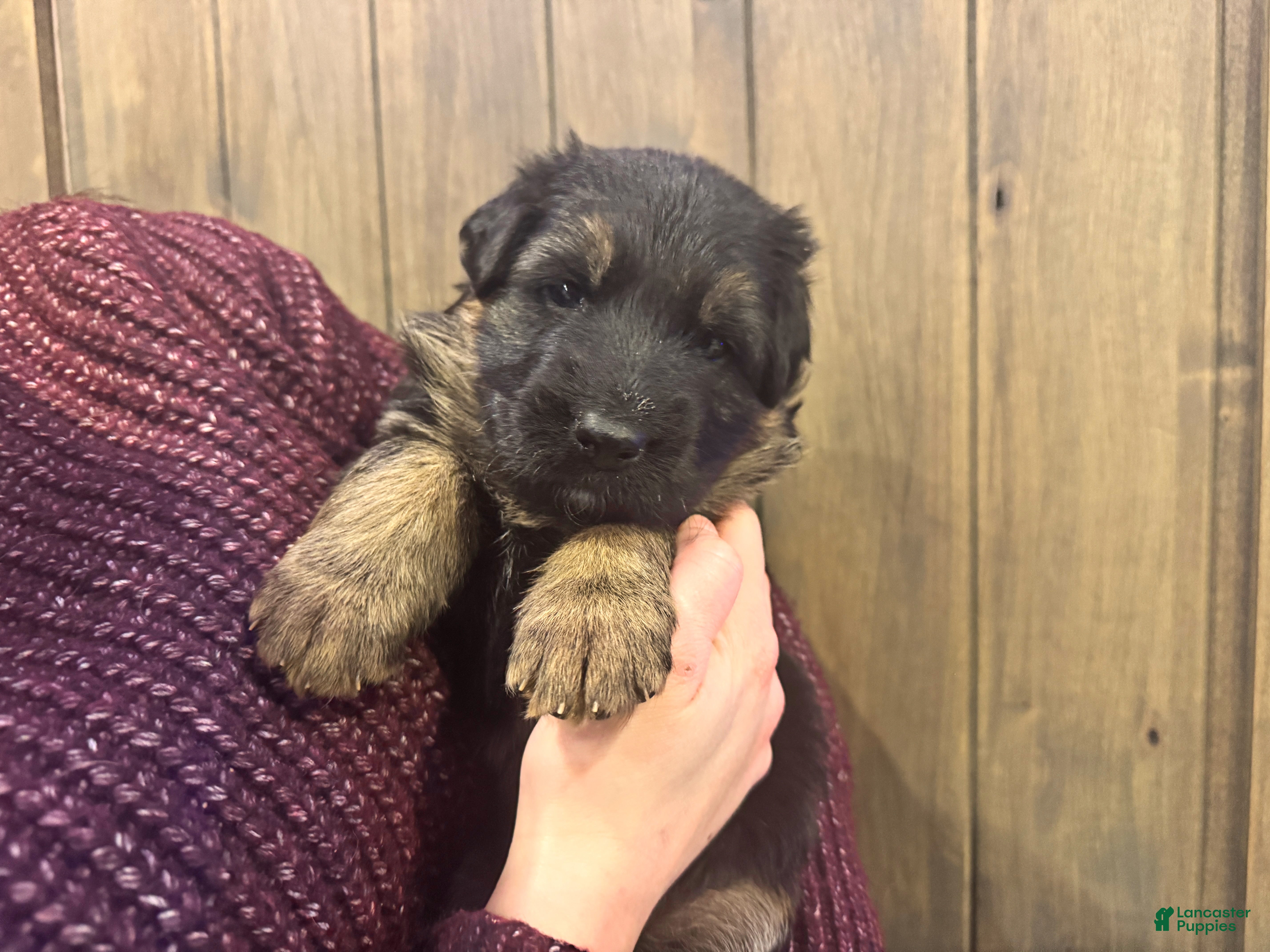 German Shepherd dogs Bree - Ad 23