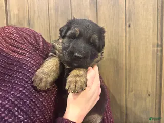 German Shepherd dogs Bree - Ad 23