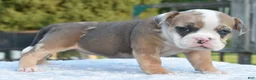 Mixed Breed dogs for sale: Willow mini bulldog hybrid  - Ad 10