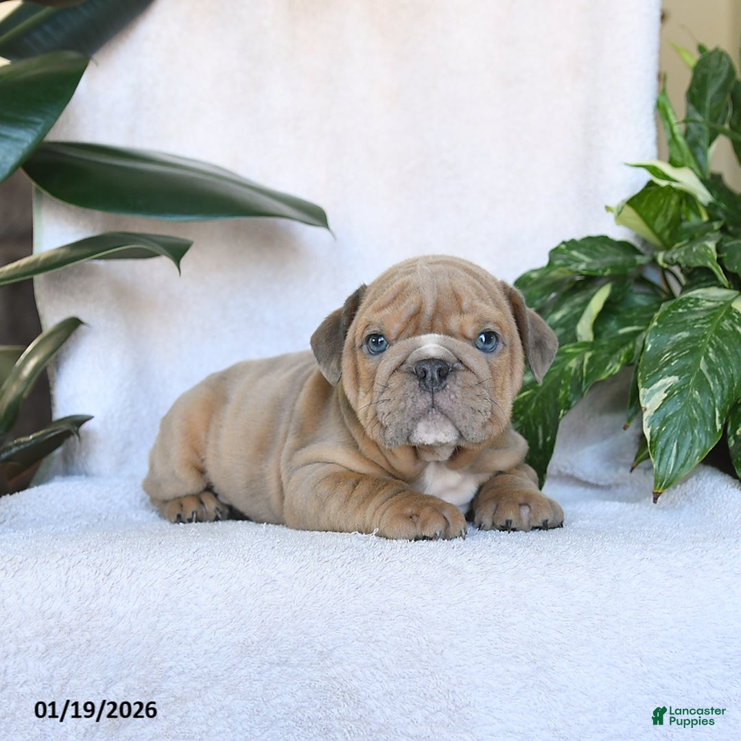 English Bulldog dogs for sale: Cupid - Ad 3