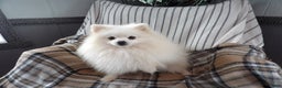 Pomeranian dogs for sale: Pomeranian Puppy 2 - Ad 4
