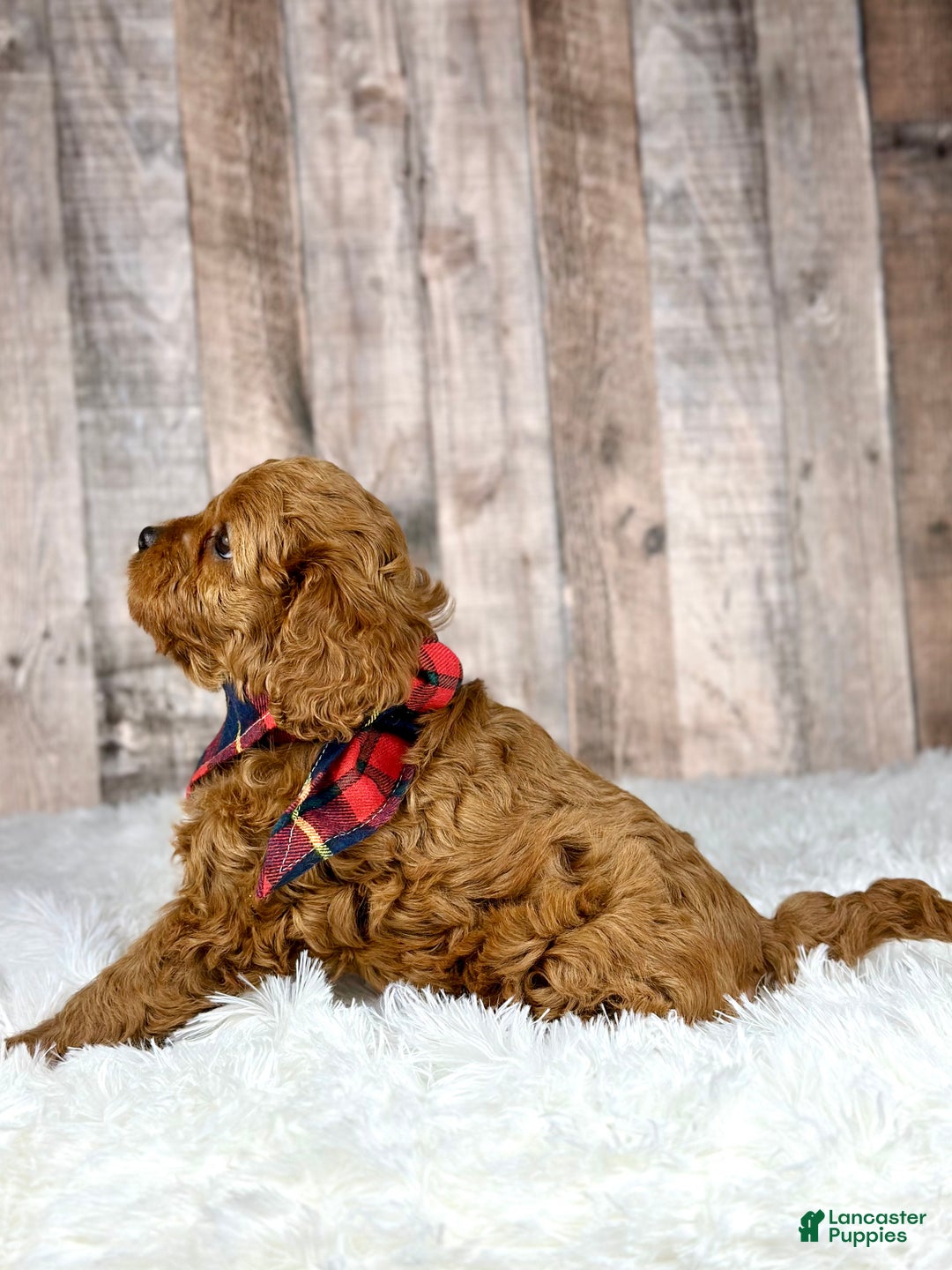 Cavapoo dogs for sale: Girl Molly - 4938 - Ad 4