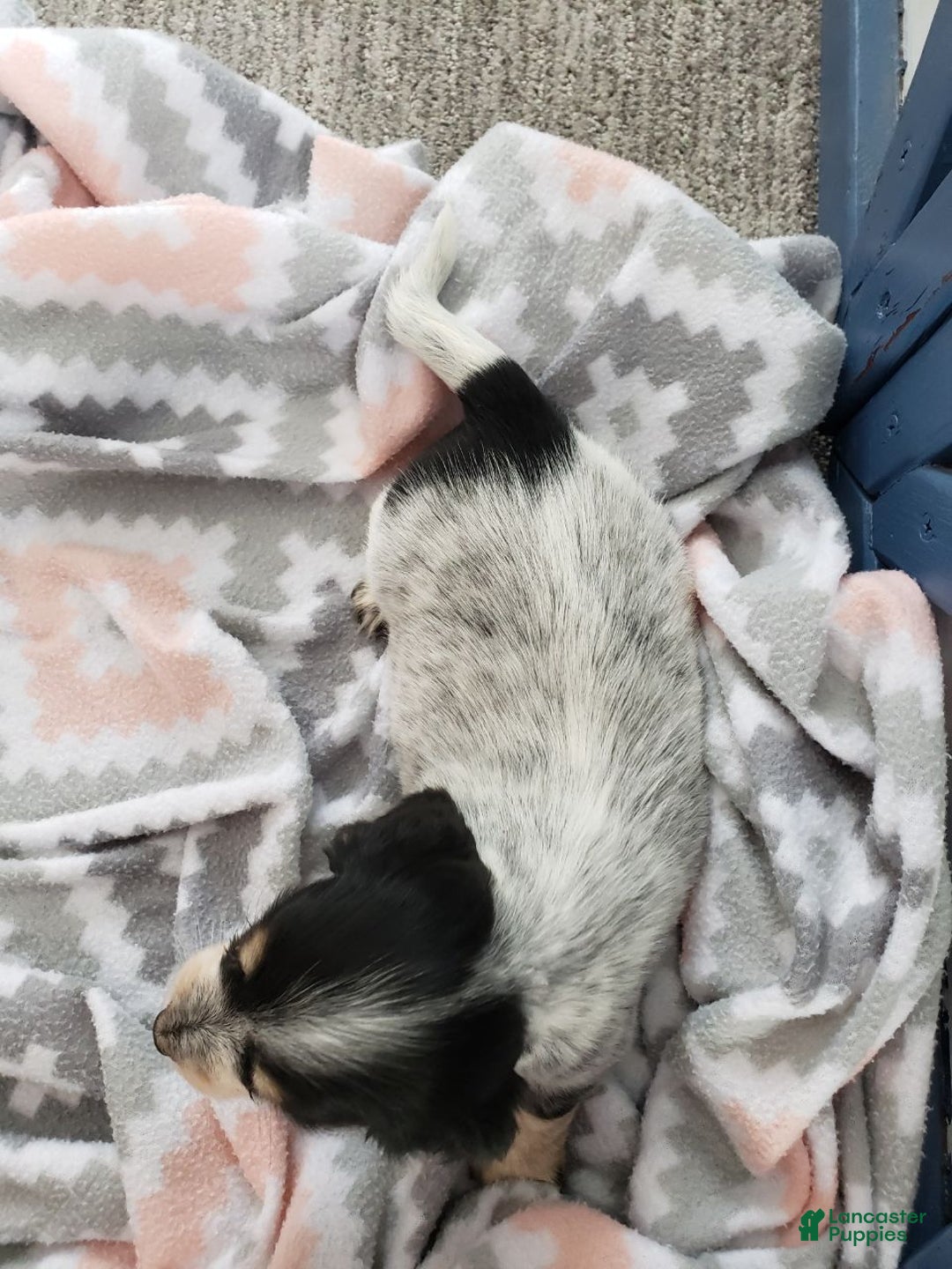 Miniature Dachshund dogs for sale: Jewel - Ad 3