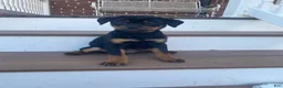 Rottweiler dogs for sale: Daffodil- miniature - Ad 2