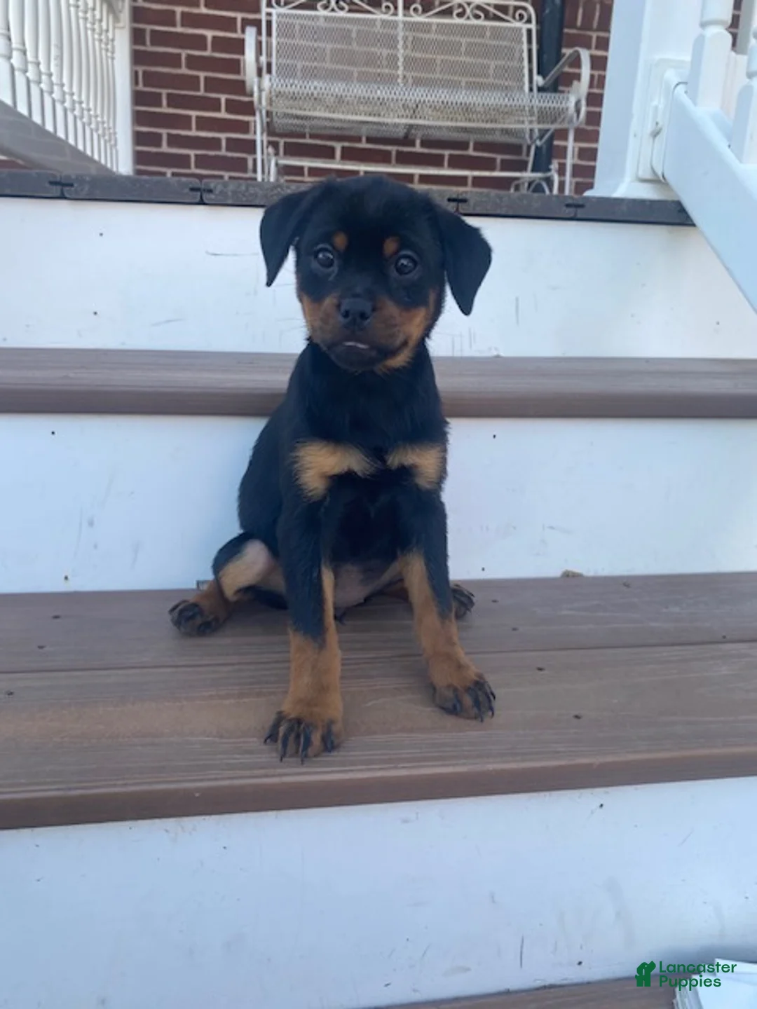Rottweiler dogs for sale: Daffodil- miniature - Ad 2