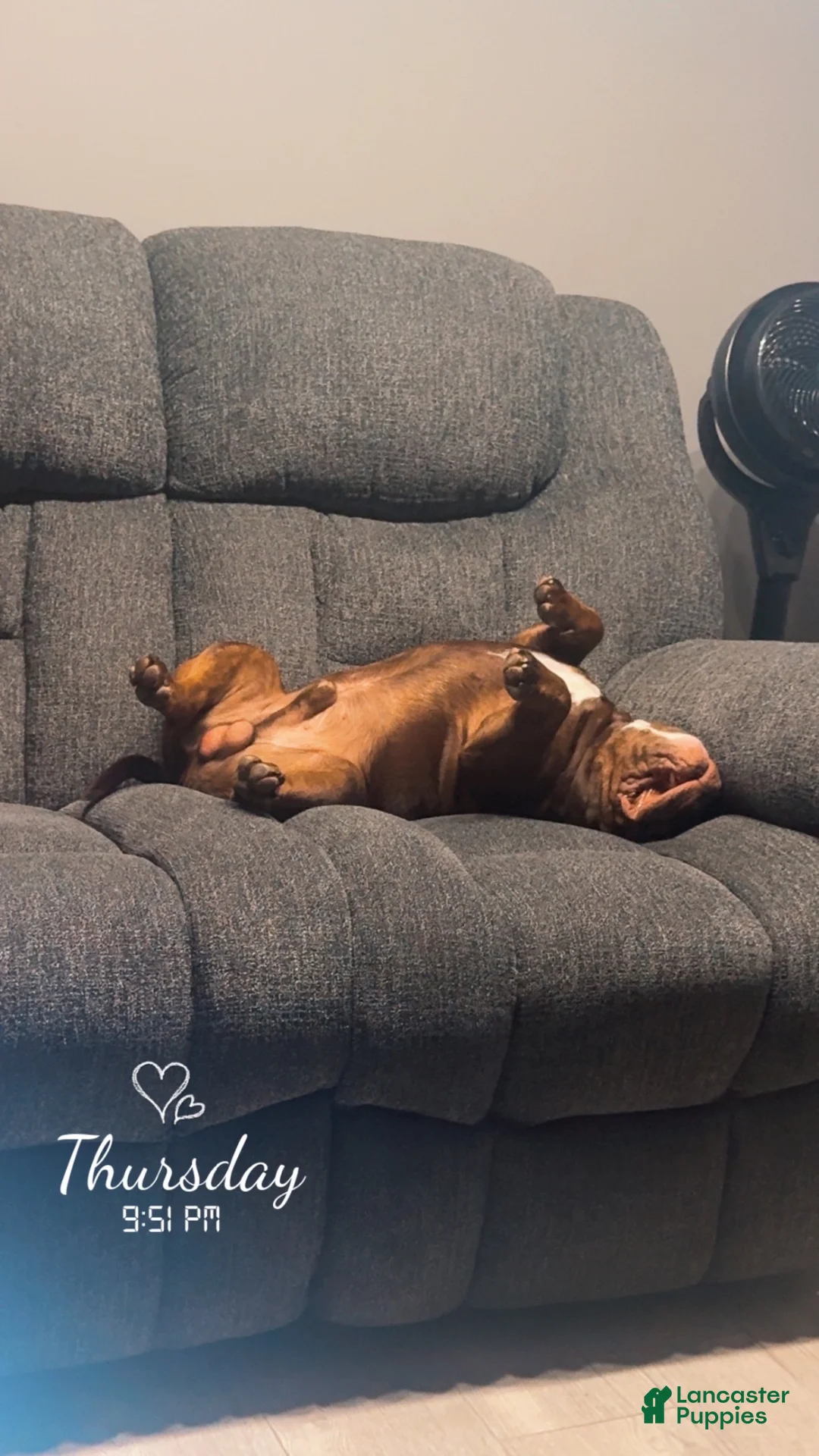 American Bully dogs for sale: American Bully  - Ad 2