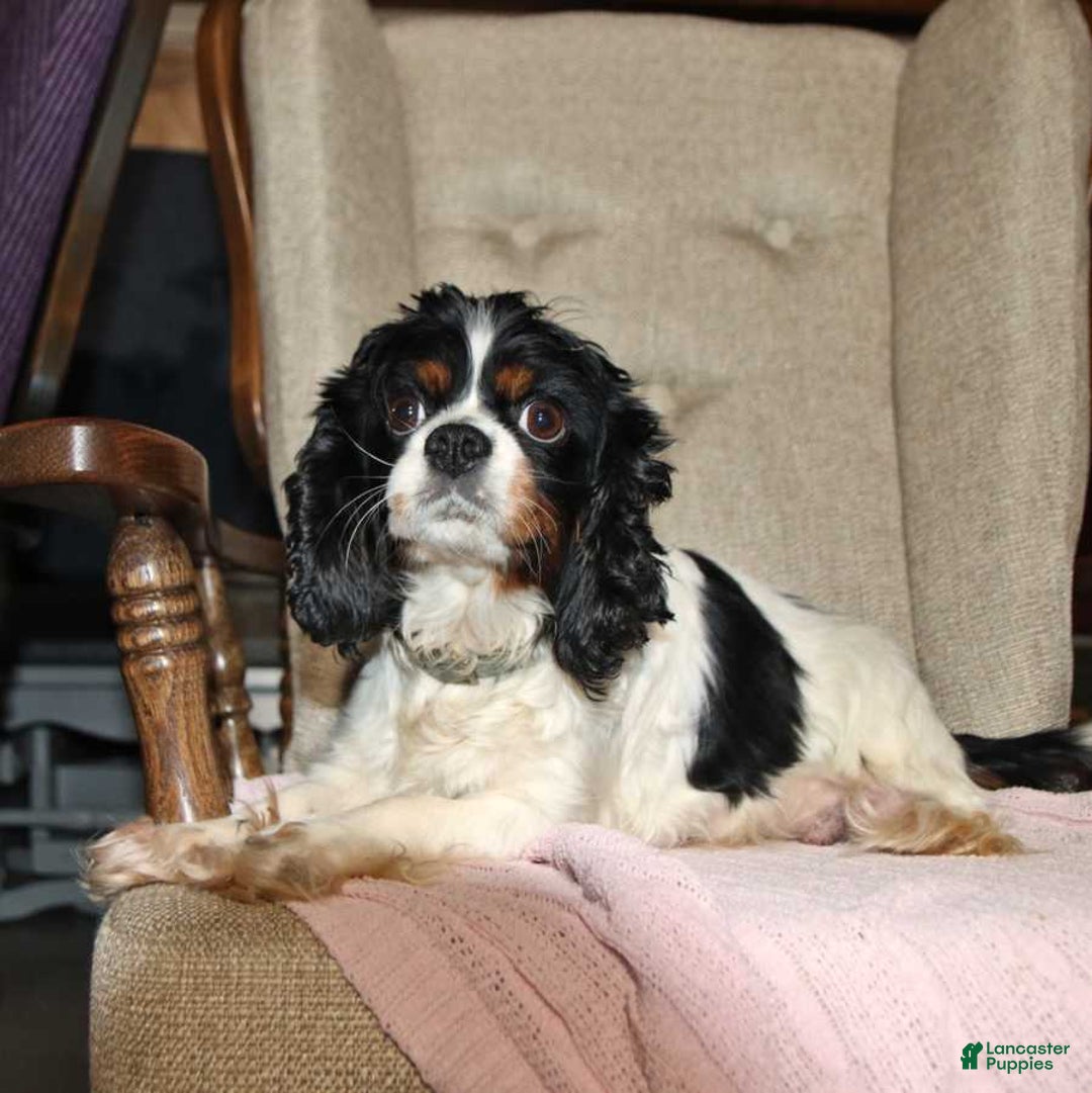 Mixed Breed dogs for sale: Dixie - Ad 4