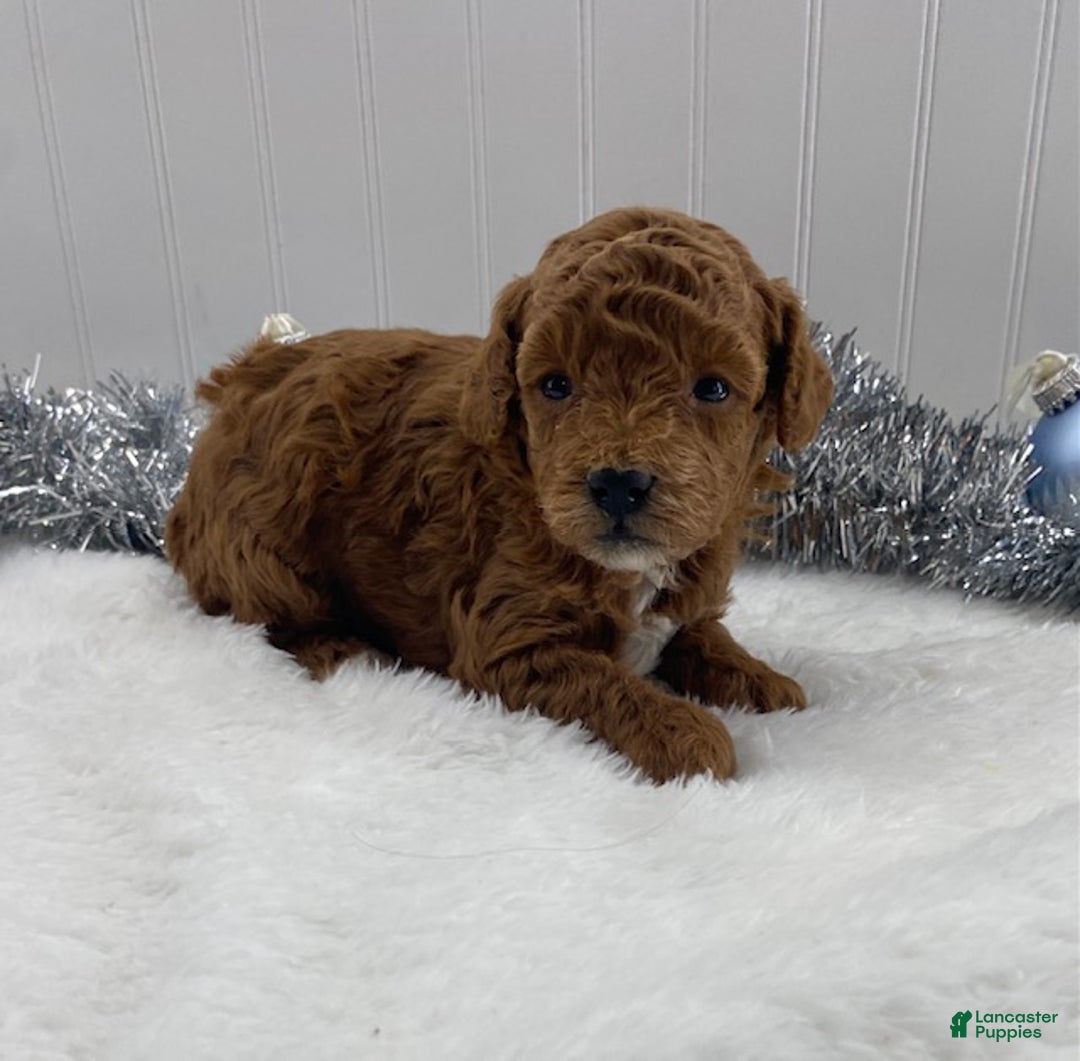 Toy Poodle dogs for sale: Ruby - Ad 7