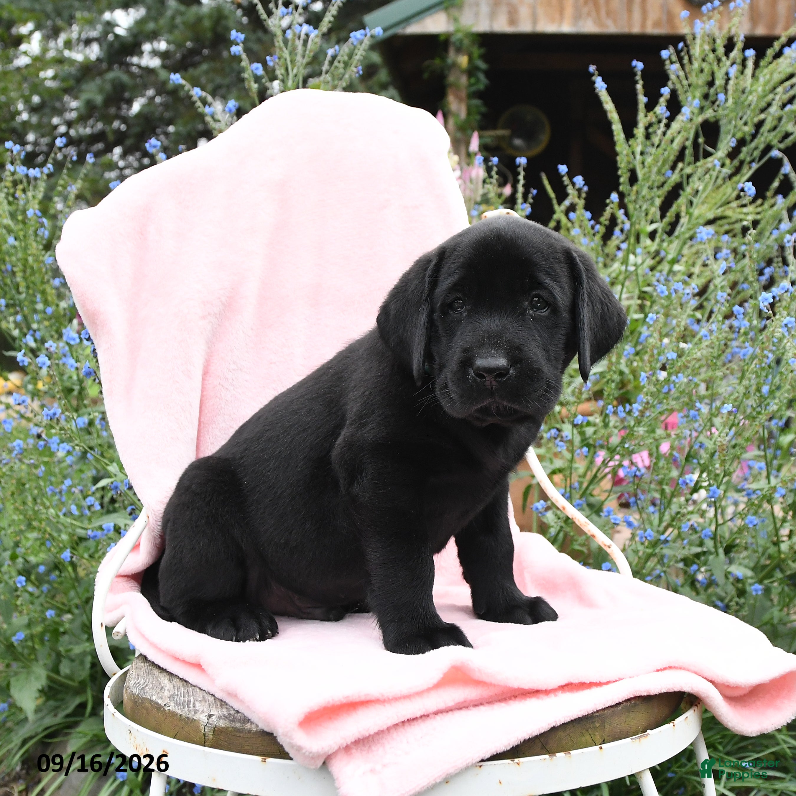 Labrador Retriever dogs Monty - Ad 2