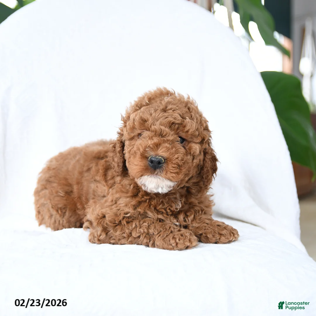 Mini Goldendoodle dogs for sale: Toasty - Ad 5