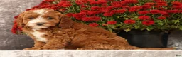Cavapoo dogs for sale: Sierra - Ad 1