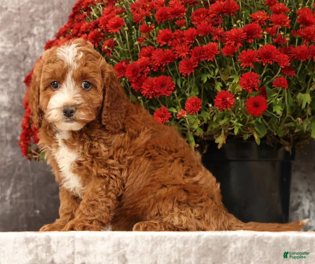 Cavapoo dogs for sale: Sierra - Ad 1