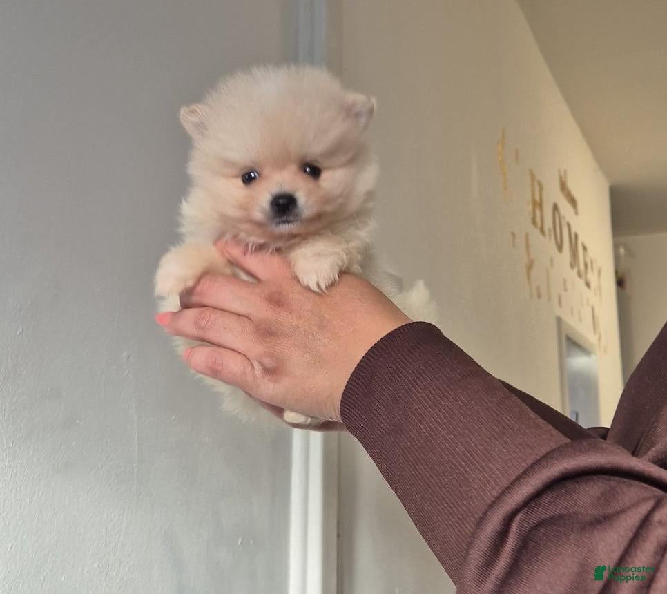 Pomeranian dogs James - Ad 7