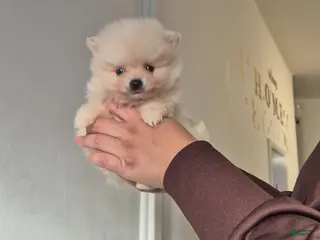 Pomeranian dogs James - Ad 22