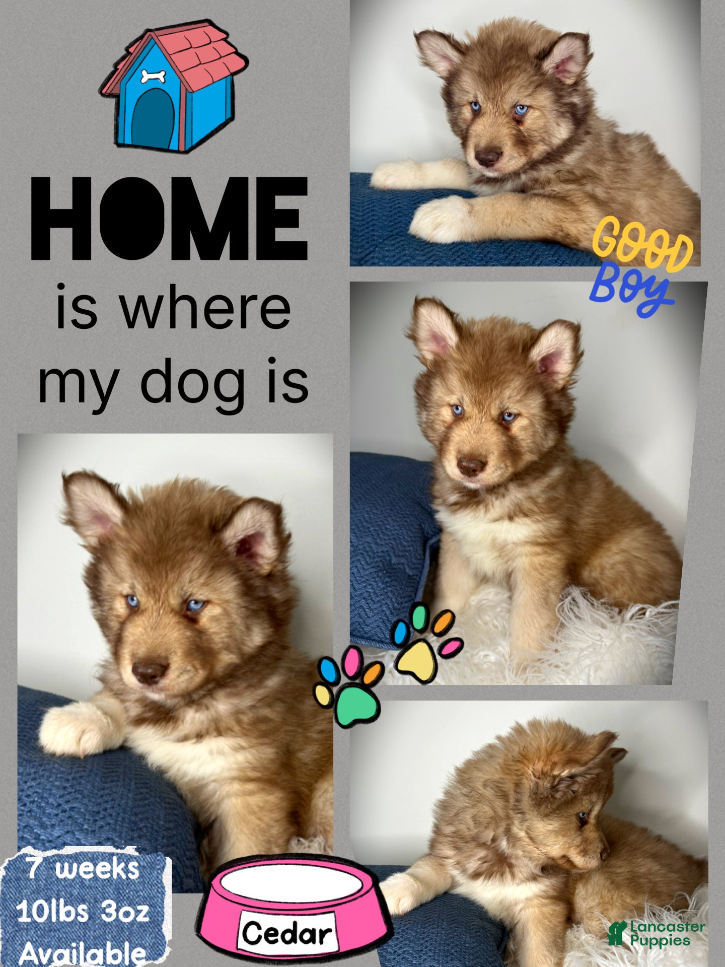 Siberian Husky dogs Cedar - Ad 23